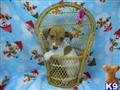 Jack Russell Terrier